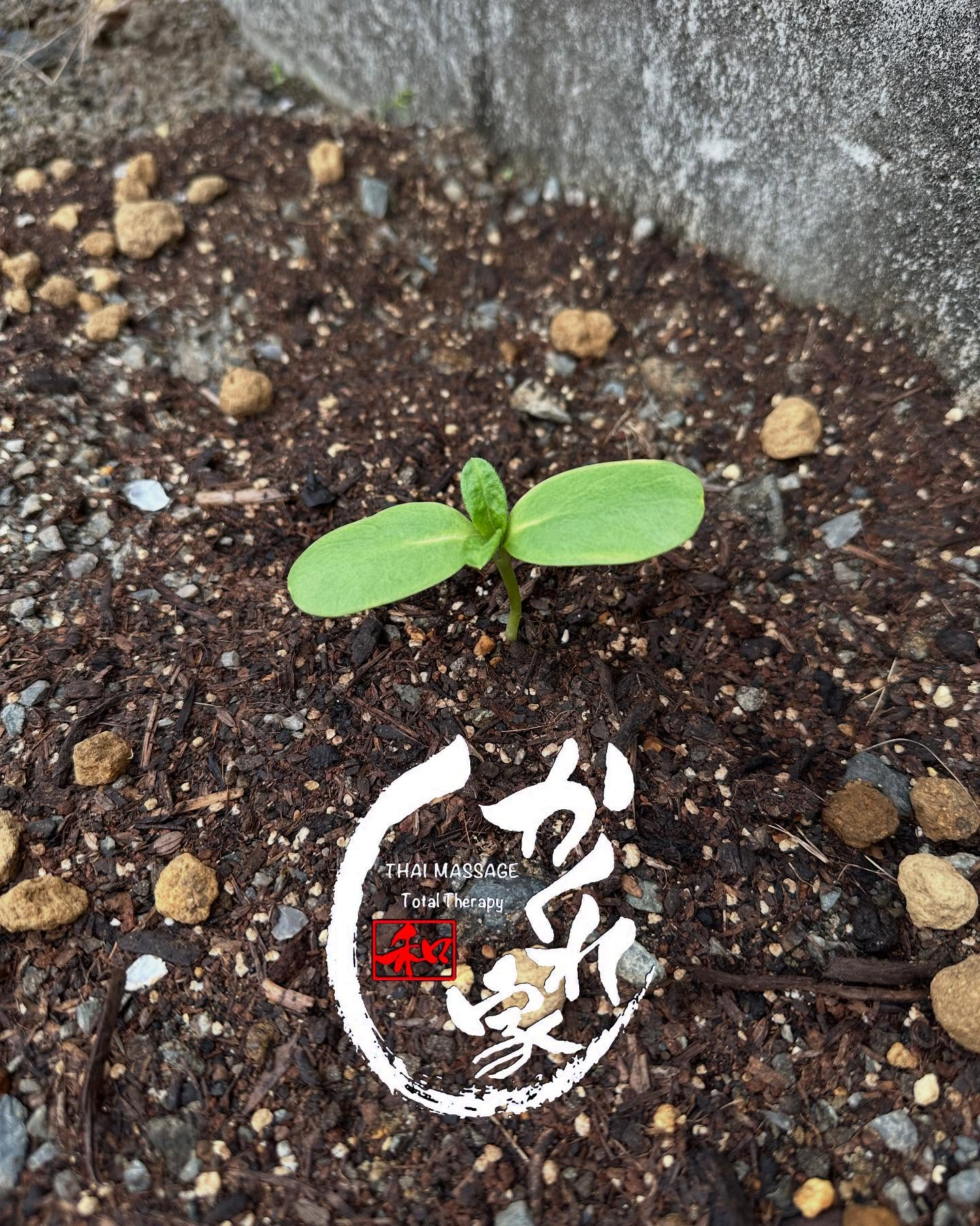 タイ古式マッサージ「かくれ家 和」です