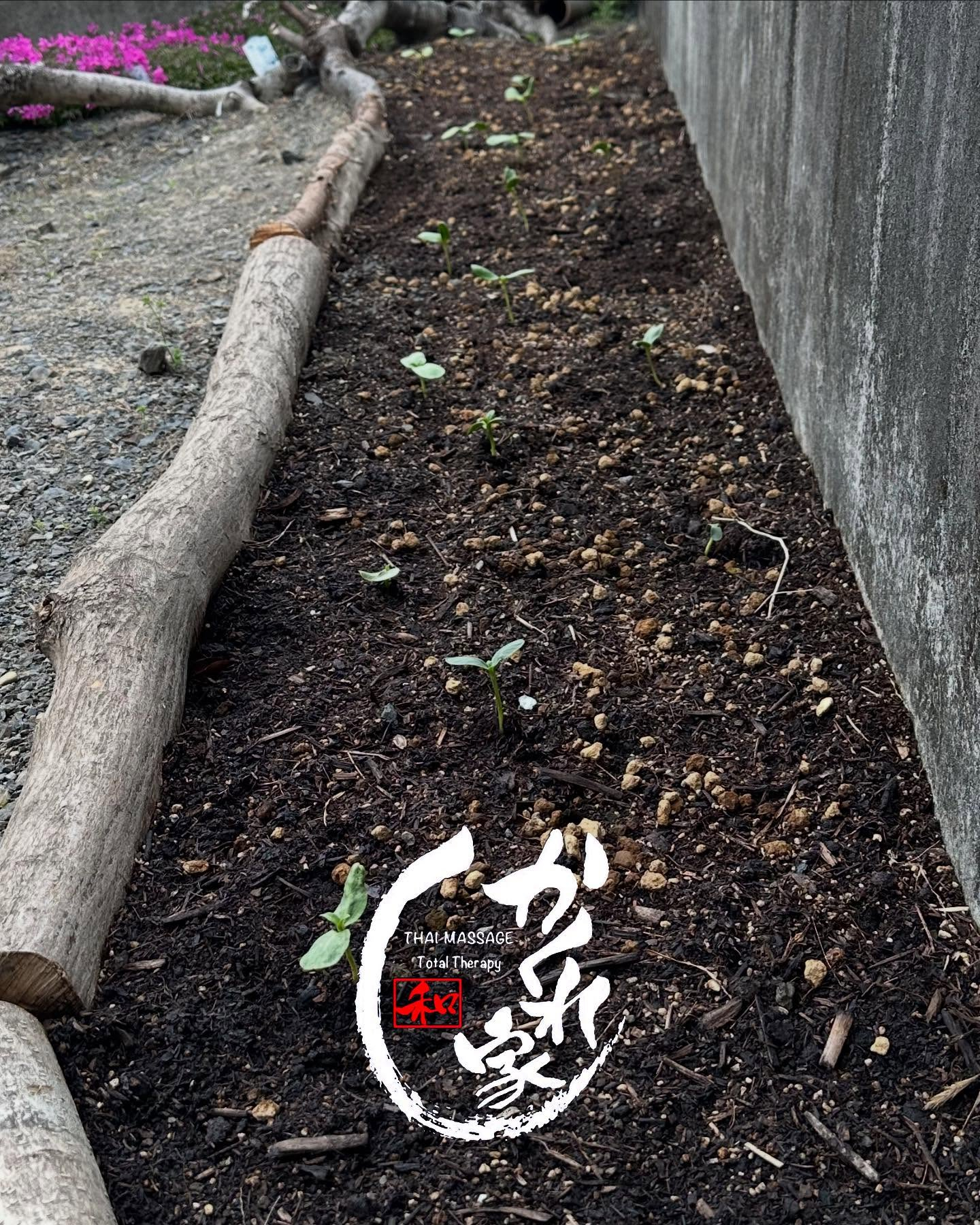 タイ古式マッサージ「かくれ家 和」です