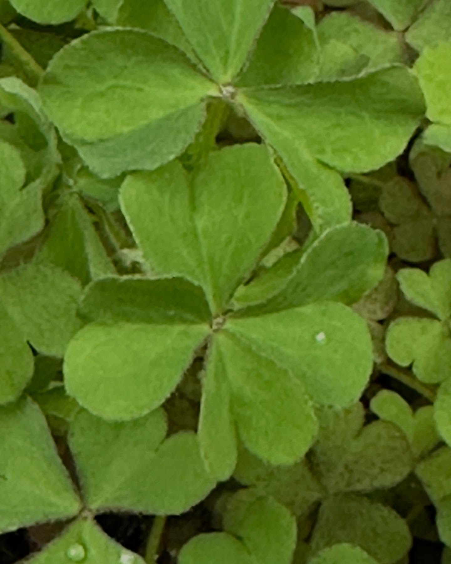 タイ古式マッサージ「かくれ家 和」です