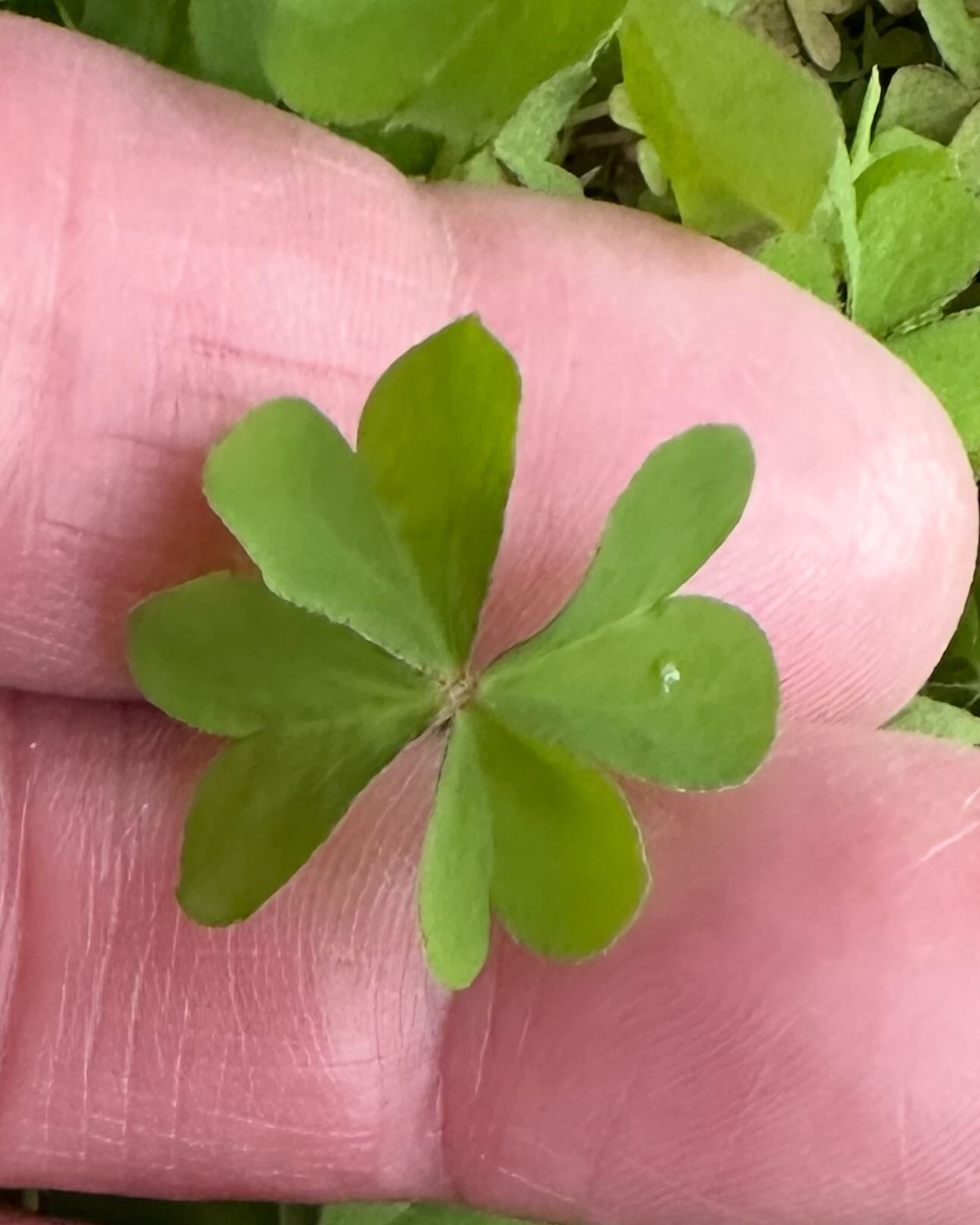 タイ古式マッサージ「かくれ家 和」です