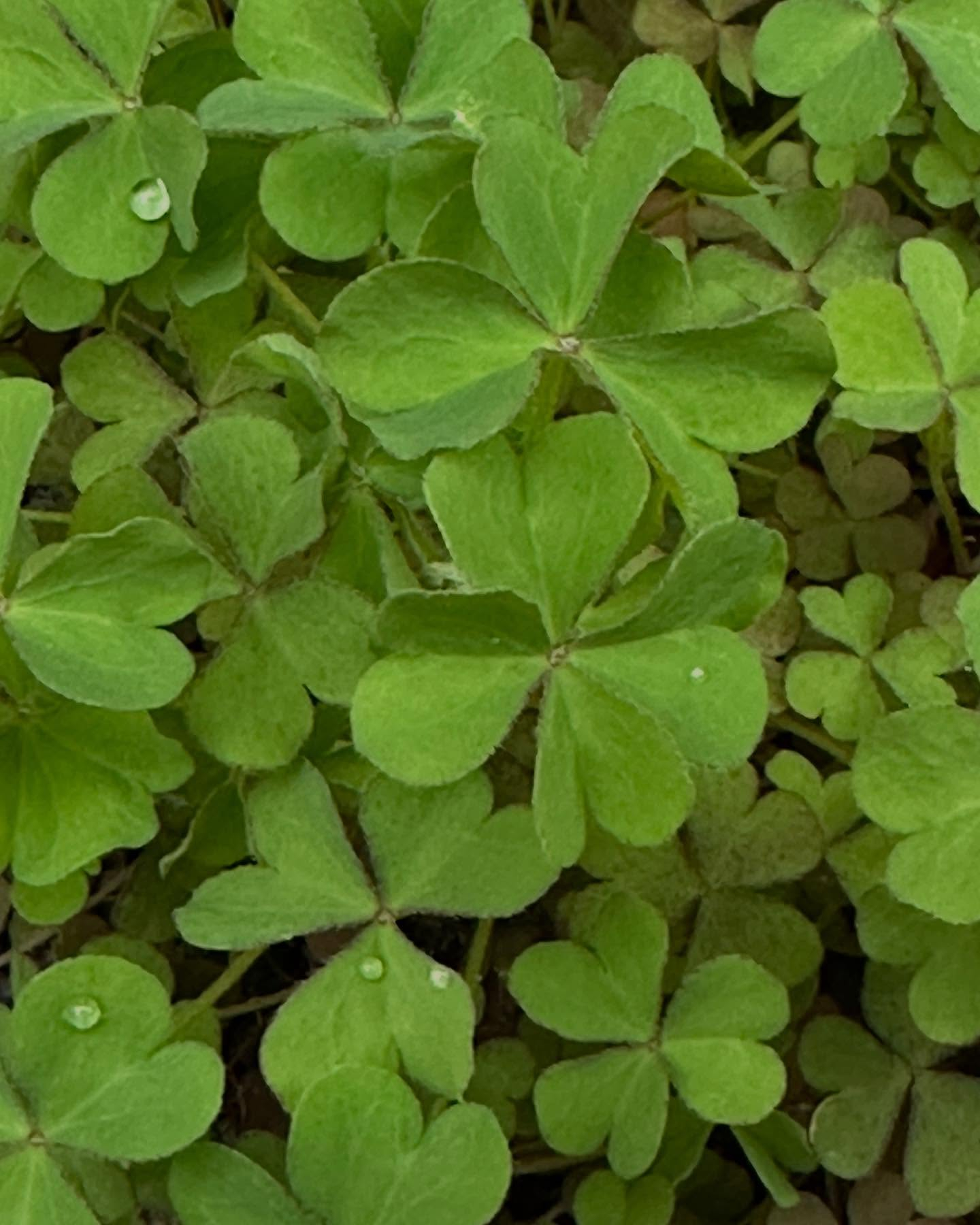 タイ古式マッサージ「かくれ家 和」です