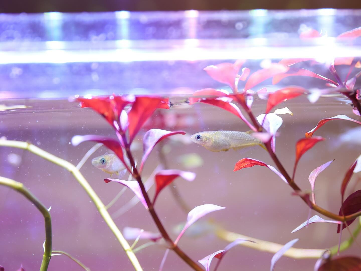 タイ古式マッサージ「かくれ家 和」です