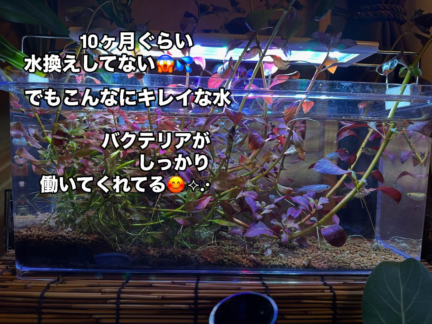 タイ古式マッサージ「かくれ家 和」です