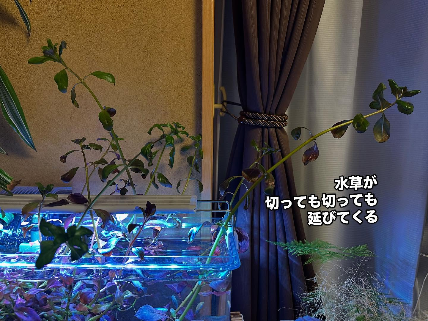 タイ古式マッサージ「かくれ家 和」です