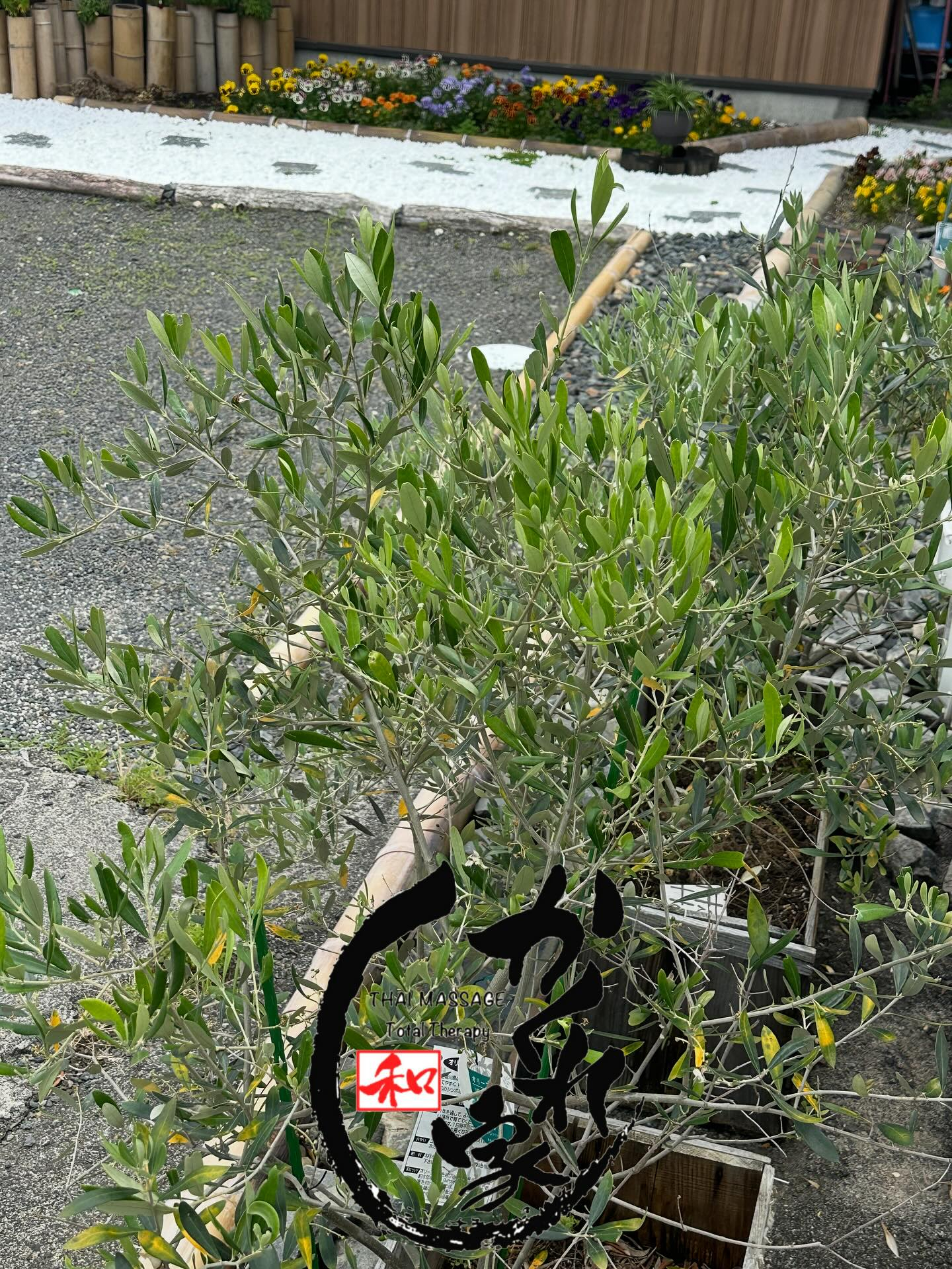 タイ古式マッサージ「かくれ家 和」です