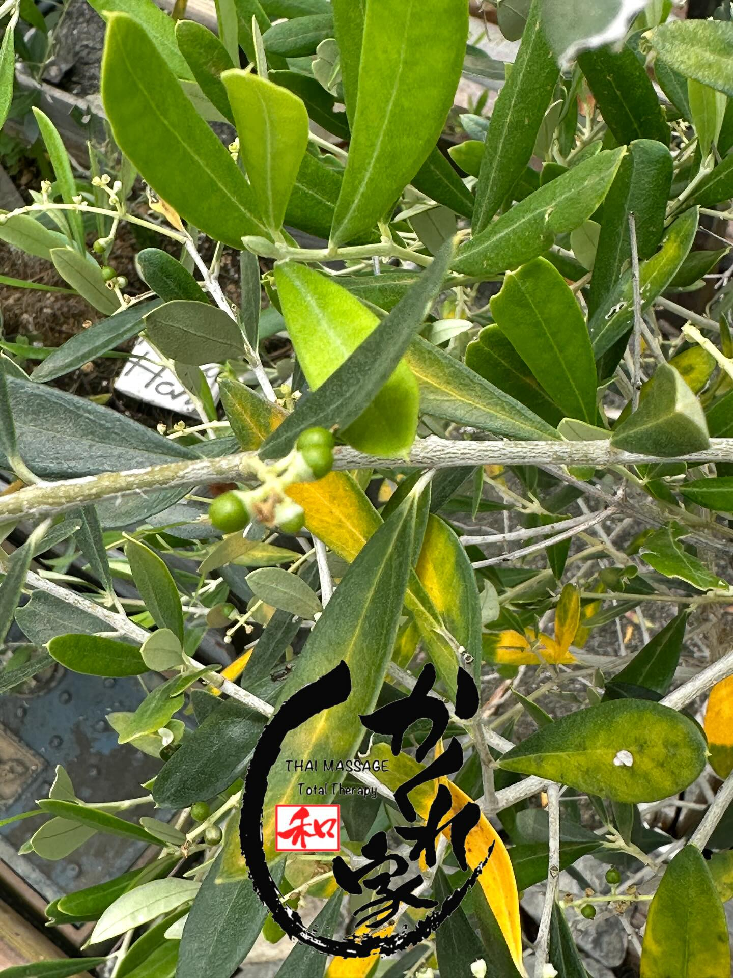 タイ古式マッサージ「かくれ家 和」です