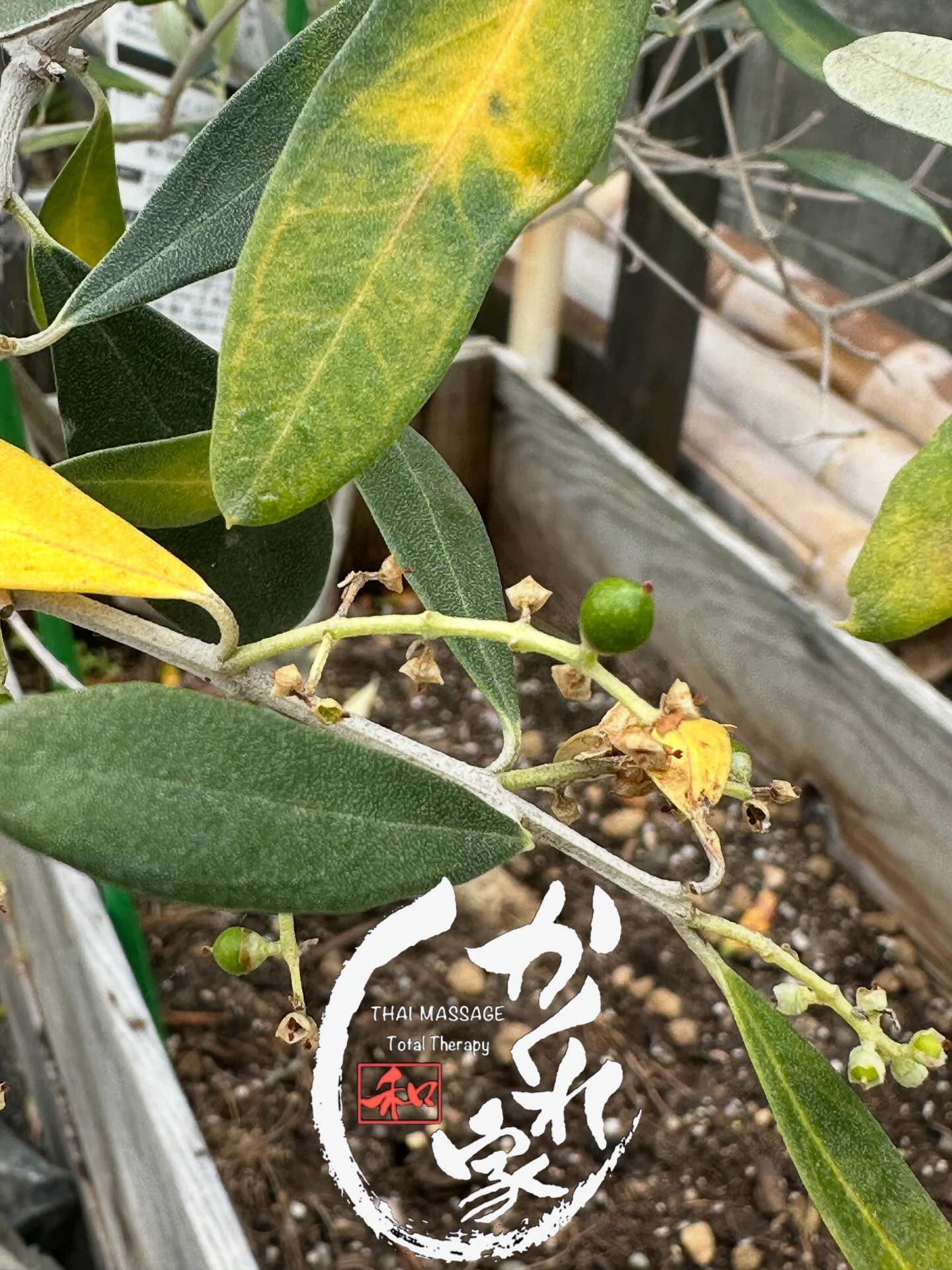 タイ古式マッサージ「かくれ家 和」です