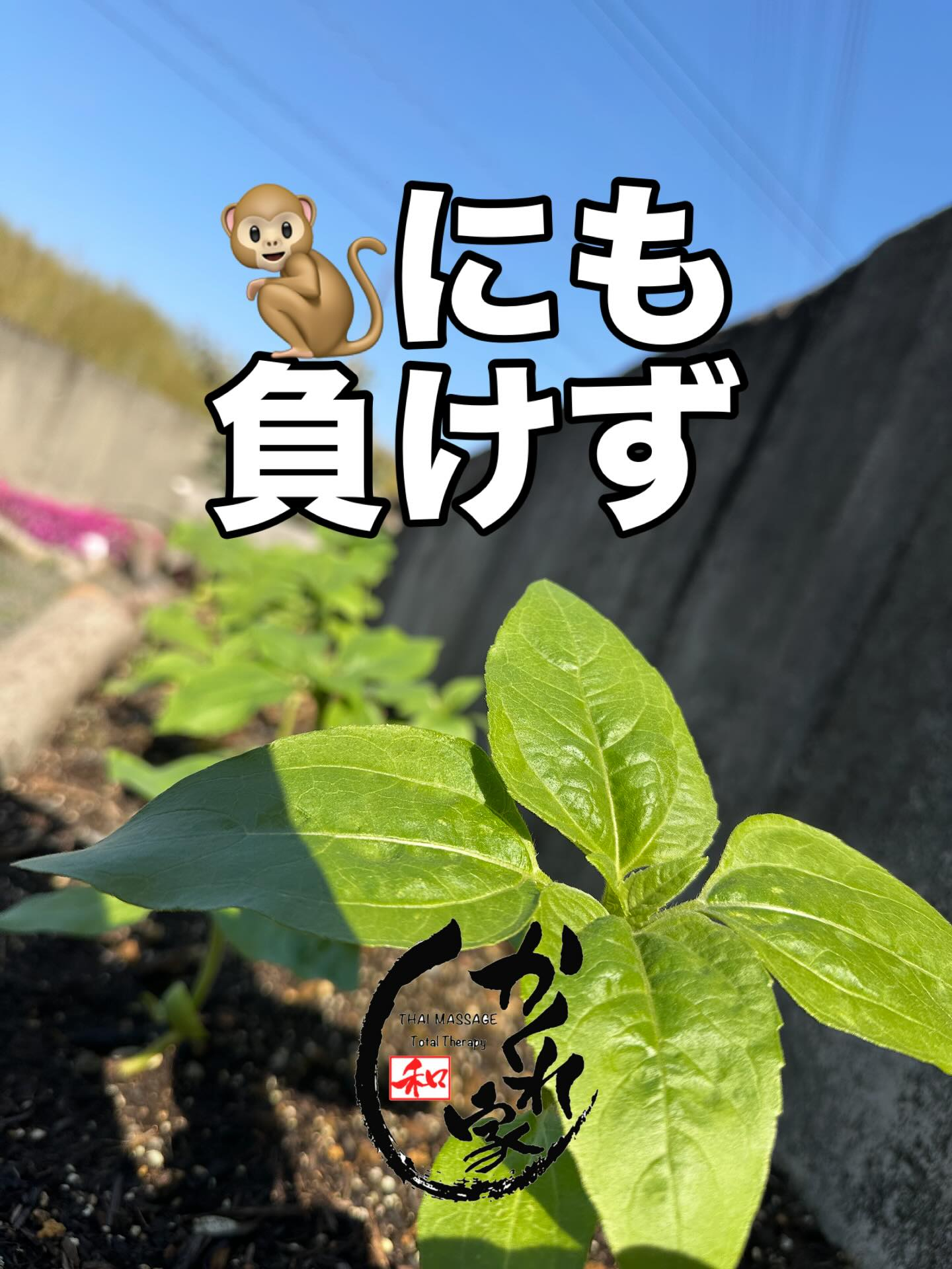 タイ古式マッサージ「かくれ家 和」です