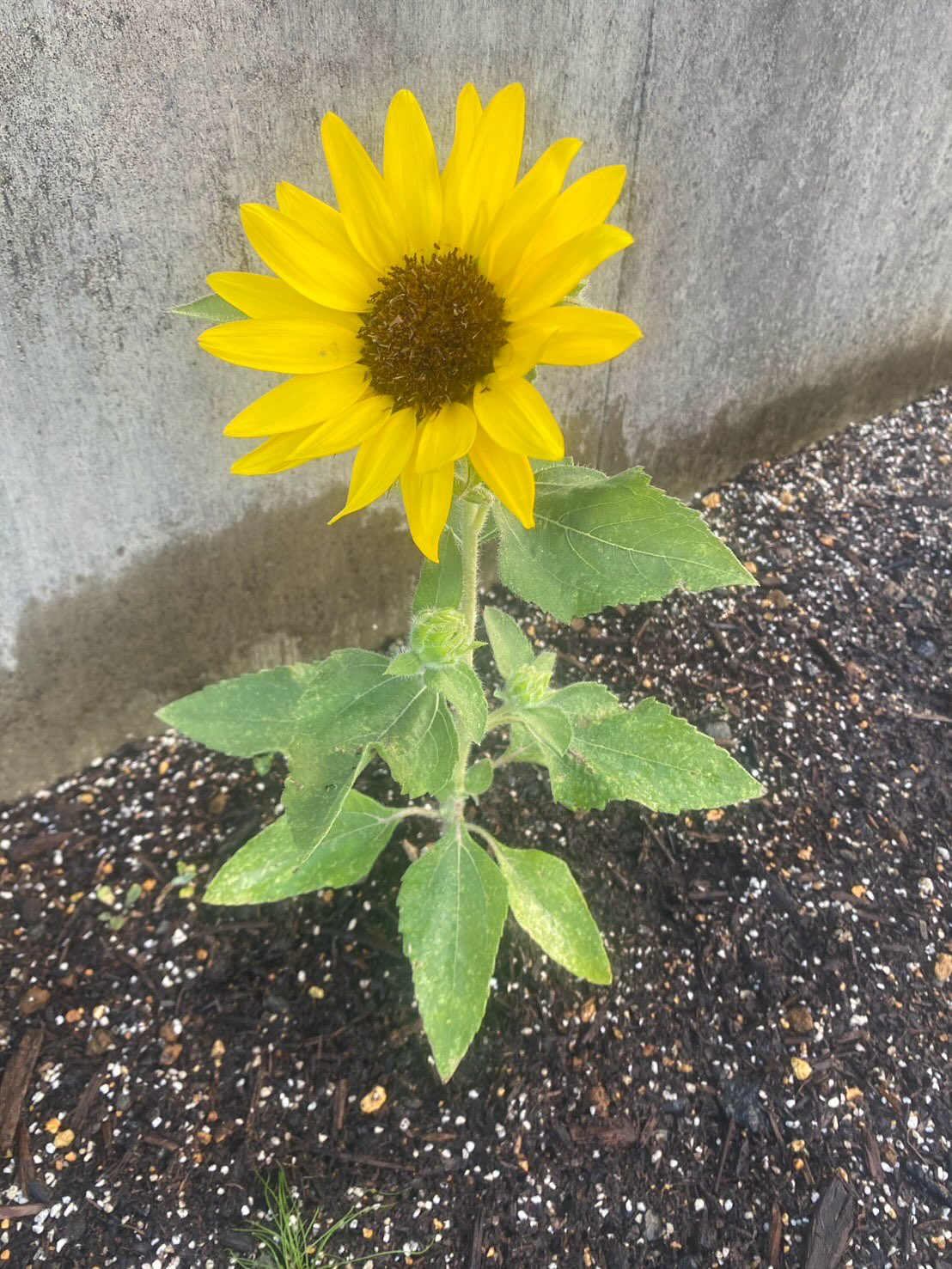 タイ古式マッサージ「かくれ家 和」です