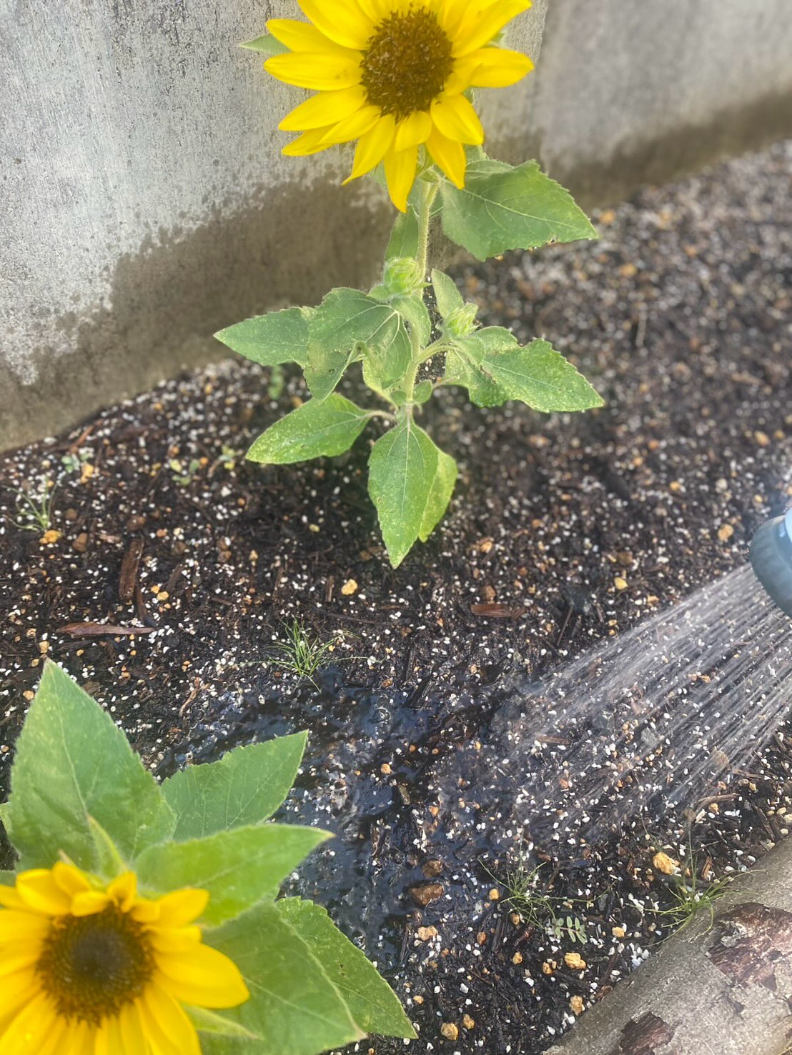 タイ古式マッサージ「かくれ家 和」です